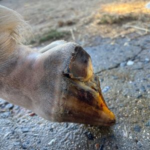 Caso clinico La Formula Piu’ Avanzata per lo Zoccolo-2