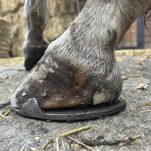 Caso clinico La Formula Piu’ Avanzata per lo Zoccolo